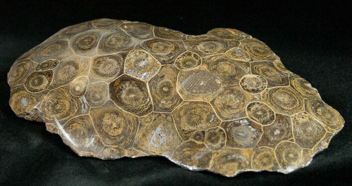 Polished Fossil Coral Head - Morocco #12127